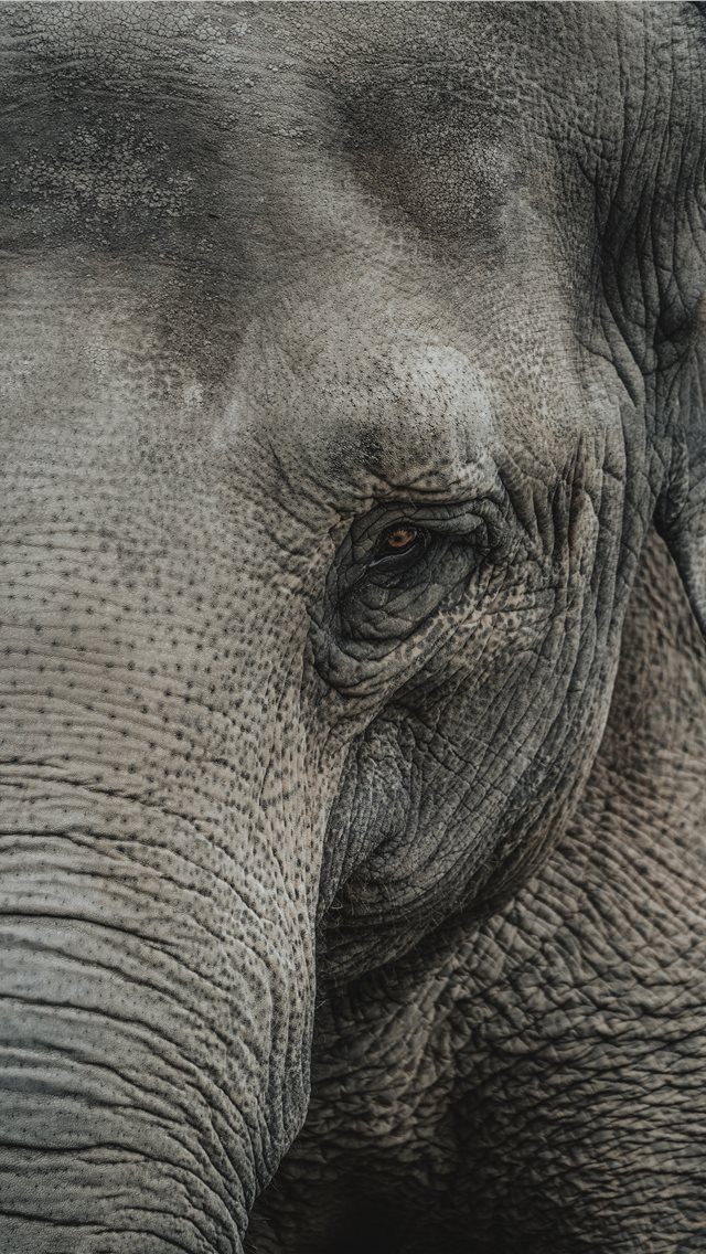 Elephants are probably one of my favorite animals ... iPhone wallpaper 