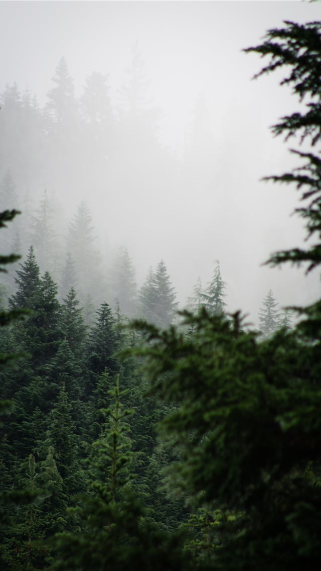 640x1136 Alpine Lakes Wilderness - fir iPhone Wallpaper