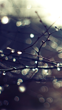 Best Twigs iPhone HD Wallpapers - iLikeWallpaper