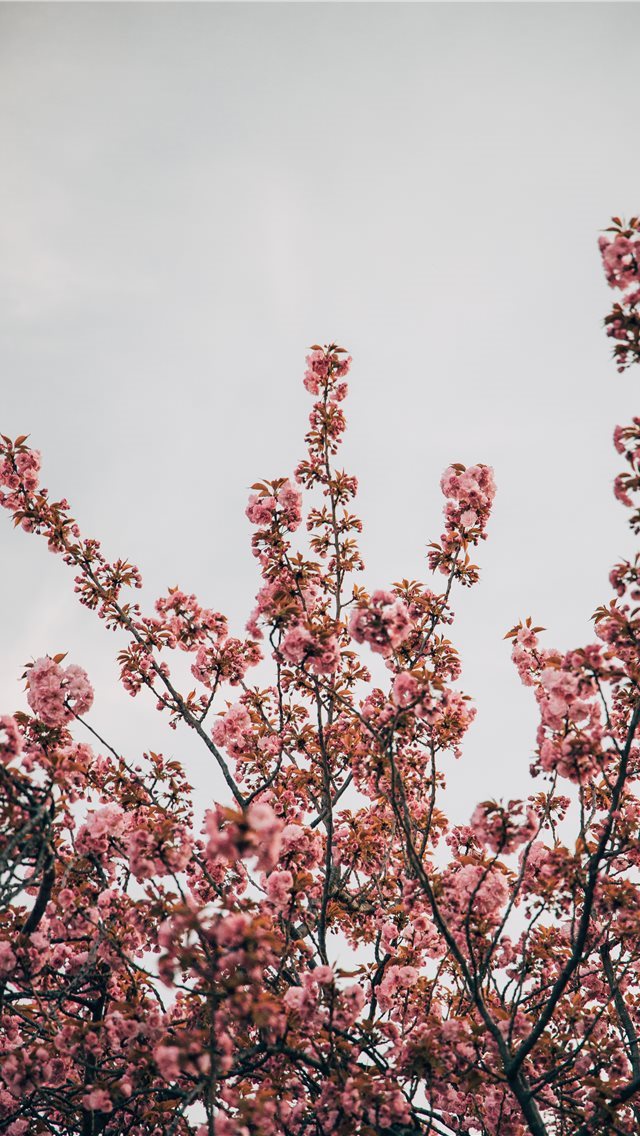 640x1136 Magnolia - pink iPhone Wallpaper