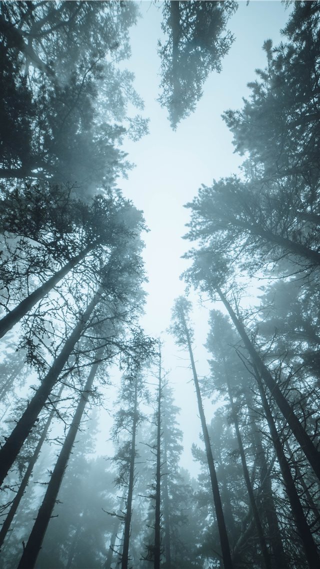 640x1136 Wet Season in Mn - fir iPhone Wallpaper