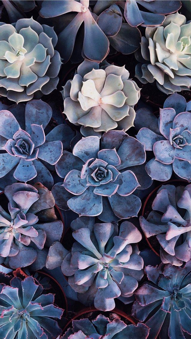 640x1136 Unnamed Road Haifa Israel - israel iPhone Wallpaper