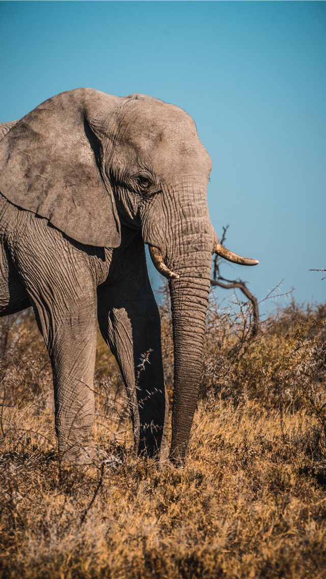 Wallpaper ID 309335  Animal African bush elephant Phone Wallpaper  Reflection 1440x3040 free download