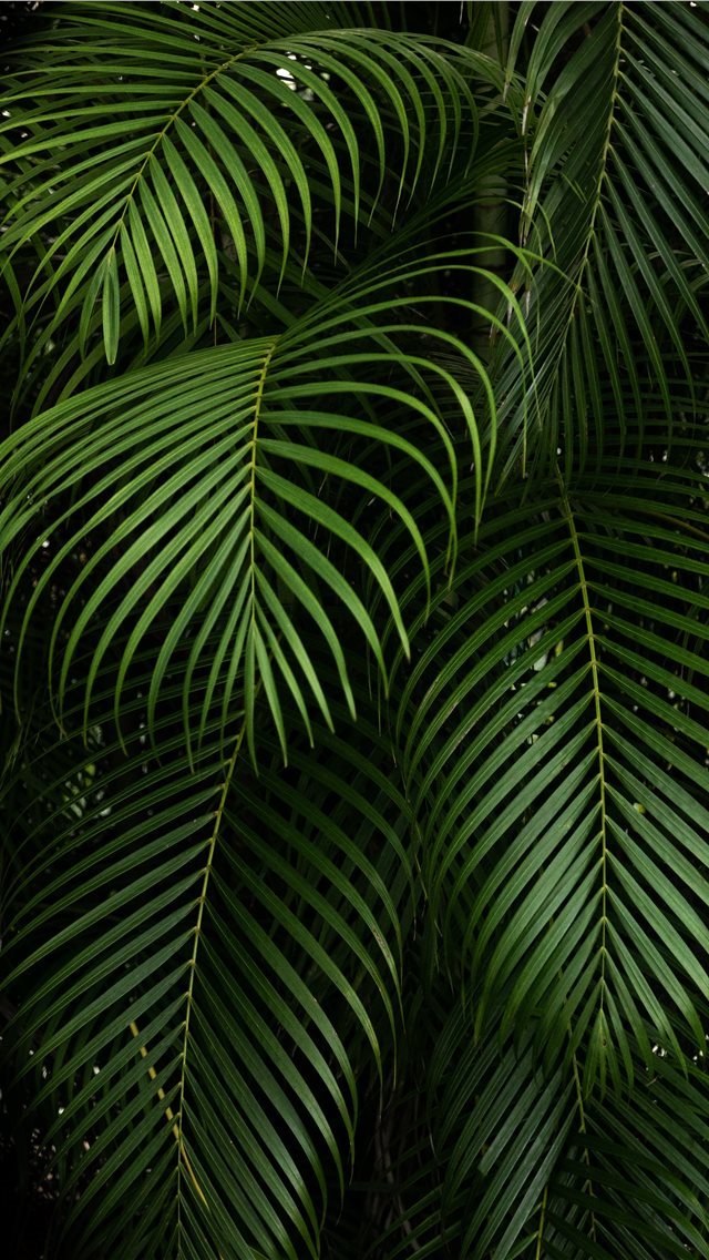 640x1136 By Hector Falcon Fairchild Tropical Botanic Garden - veins iPhone Wallpaper