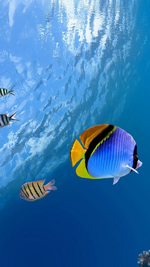 640x1136 Underwater Tropical Fish - sea iPhone Wallpaper