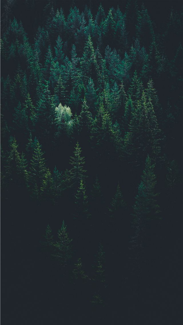 scenery of forest trees iPhone wallpaper 