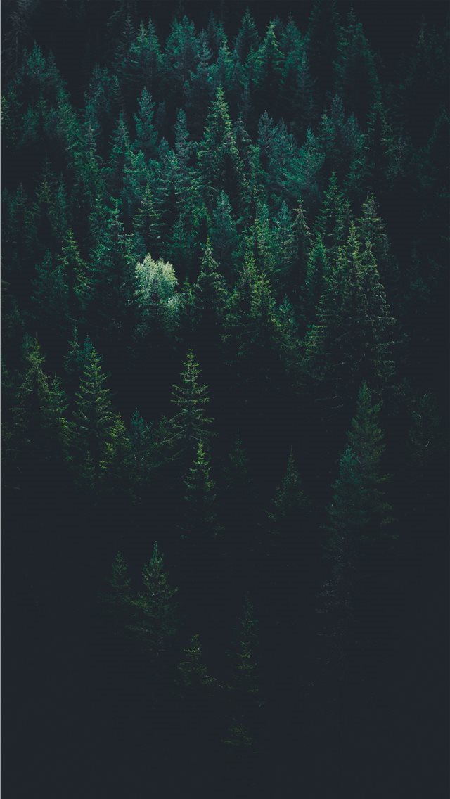 640x1136 scenery of forest trees - sea life iPhone Wallpaper