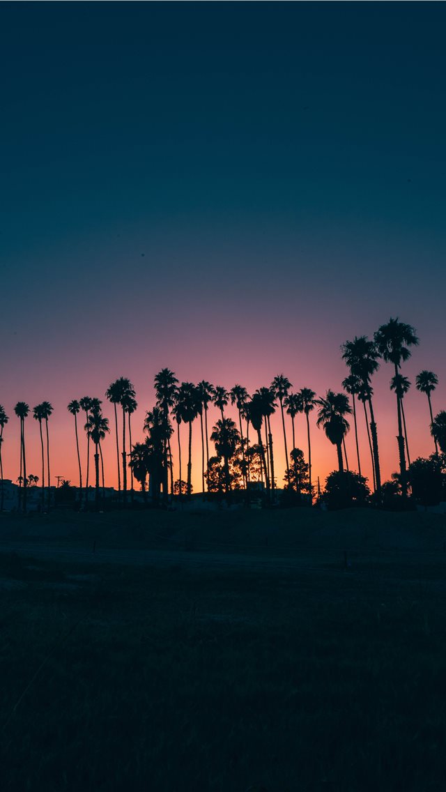 palm trees during sunset iPhone wallpaper 