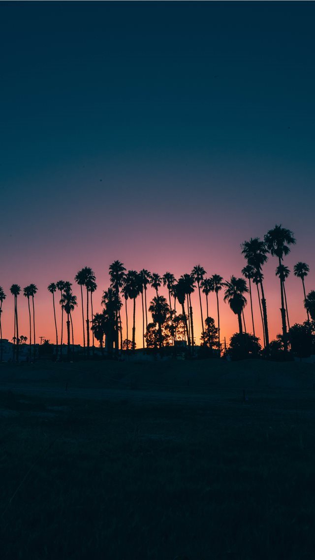 640x1136 palm trees during sunset - palm tree iPhone Wallpaper