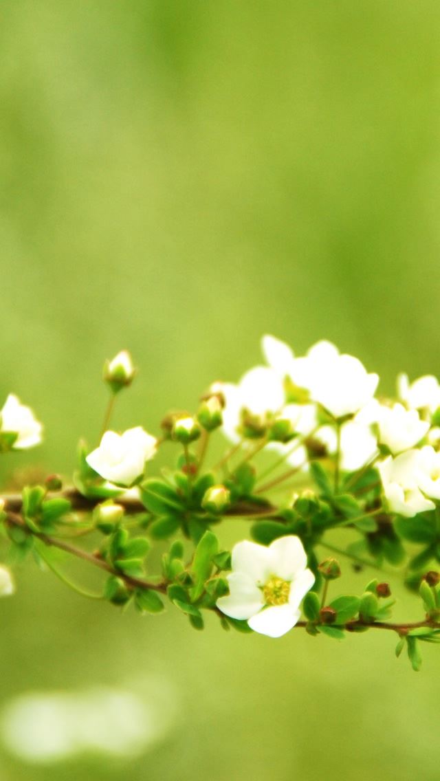 640x1136 Spring Arch - sunshine iPhone Wallpaper