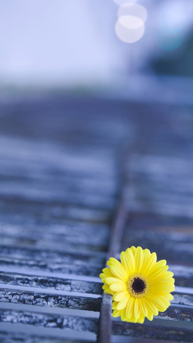 640x1136 Yellow Gerbera - bokeh iPhone Wallpaper