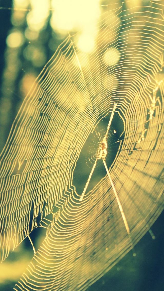 640x1136 Spiderweb - bokeh iPhone Wallpaper