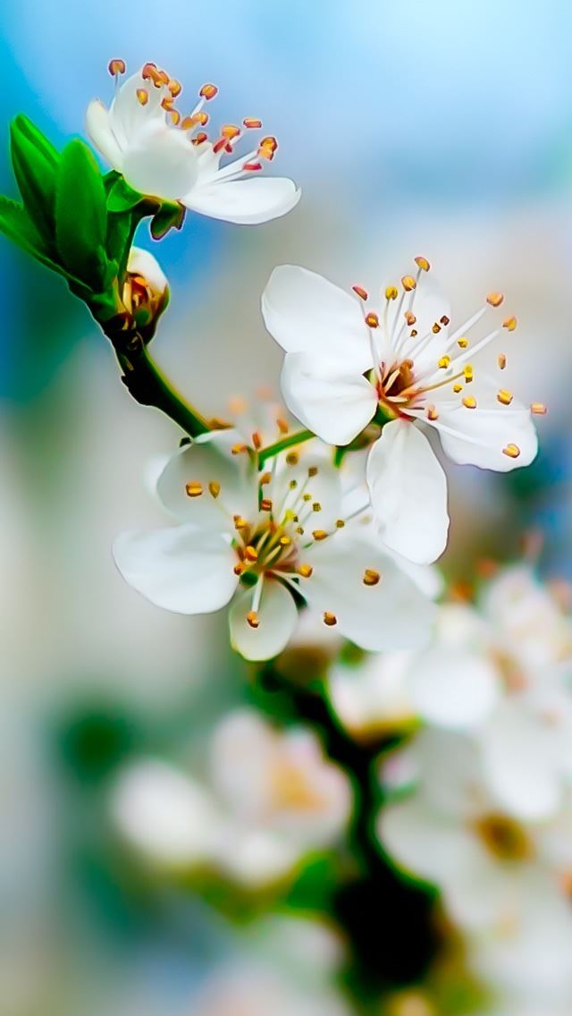 640x1136 Early Bloom -  iPhone Wallpaper