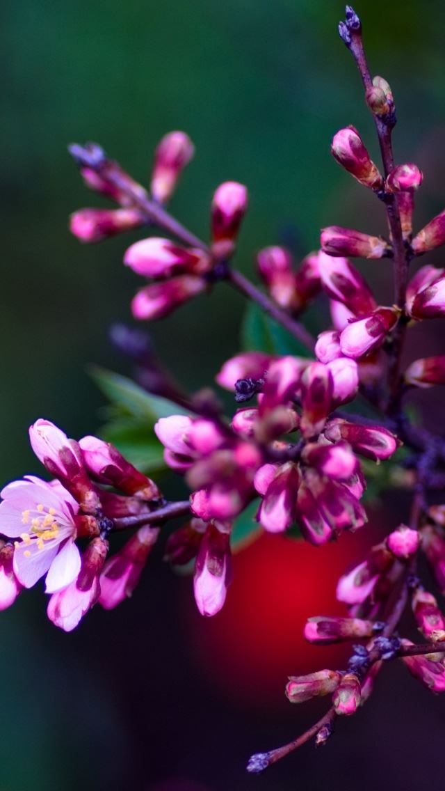 640x1136 Pink Buds 2 - branch iPhone Wallpaper