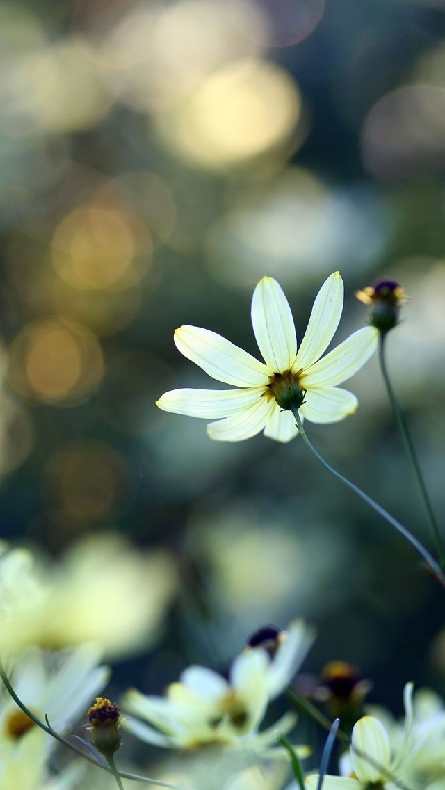 640x1136 White Small Flowers - bokeh iPhone Wallpaper