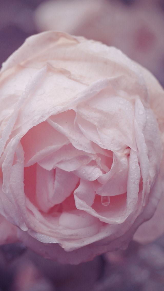640x1136 Dew Rose - rose iPhone Wallpaper
