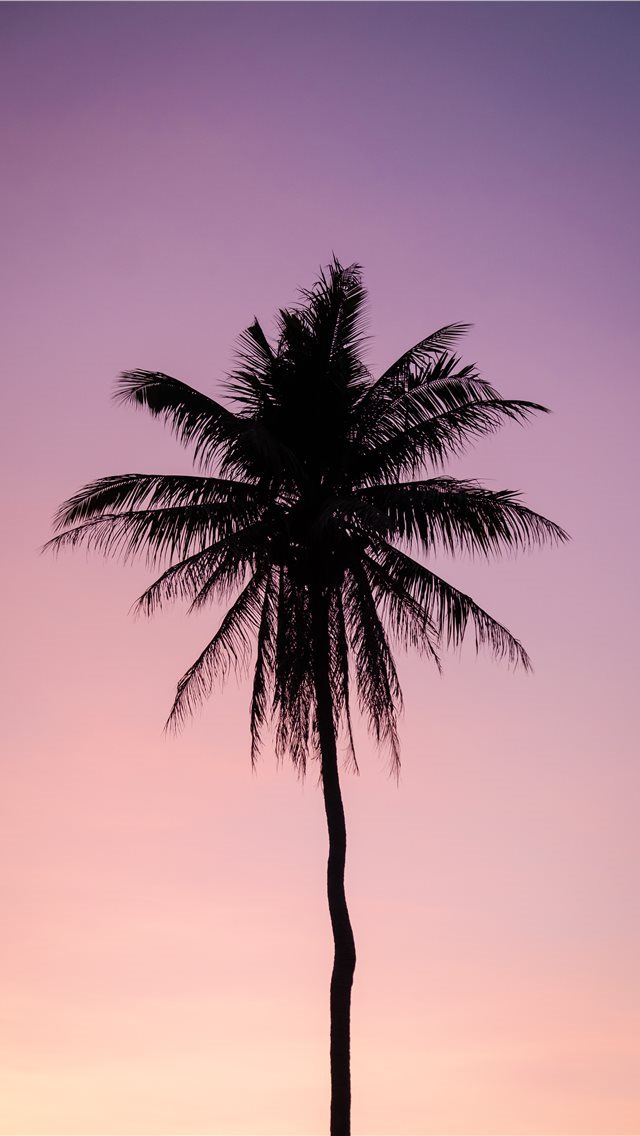 640x1136 silhouette of palm tree - girly iPhone Wallpaper