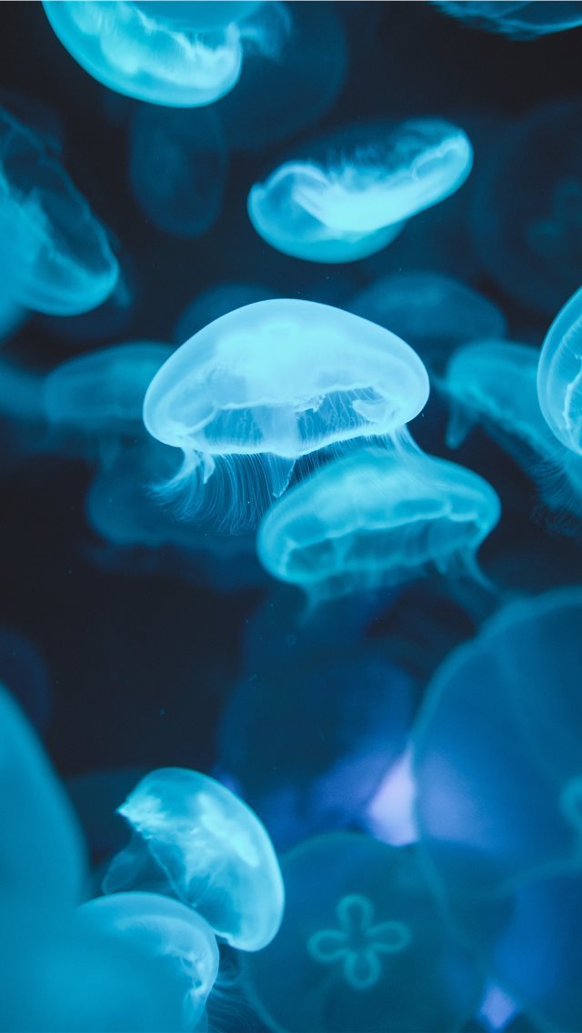 640x1136 school of jellyfish swimming on water - fish iPhone Wallpaper