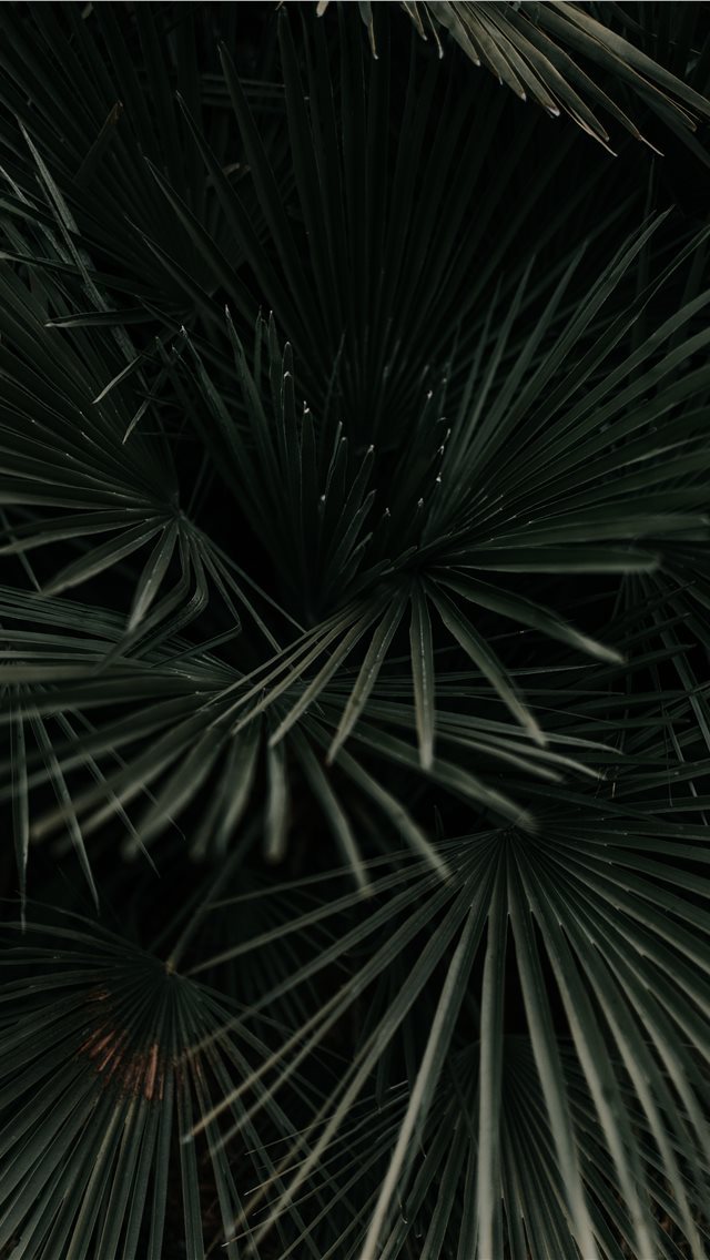 640x1136 grayscale photography of leaves - palm tree iPhone Wallpaper