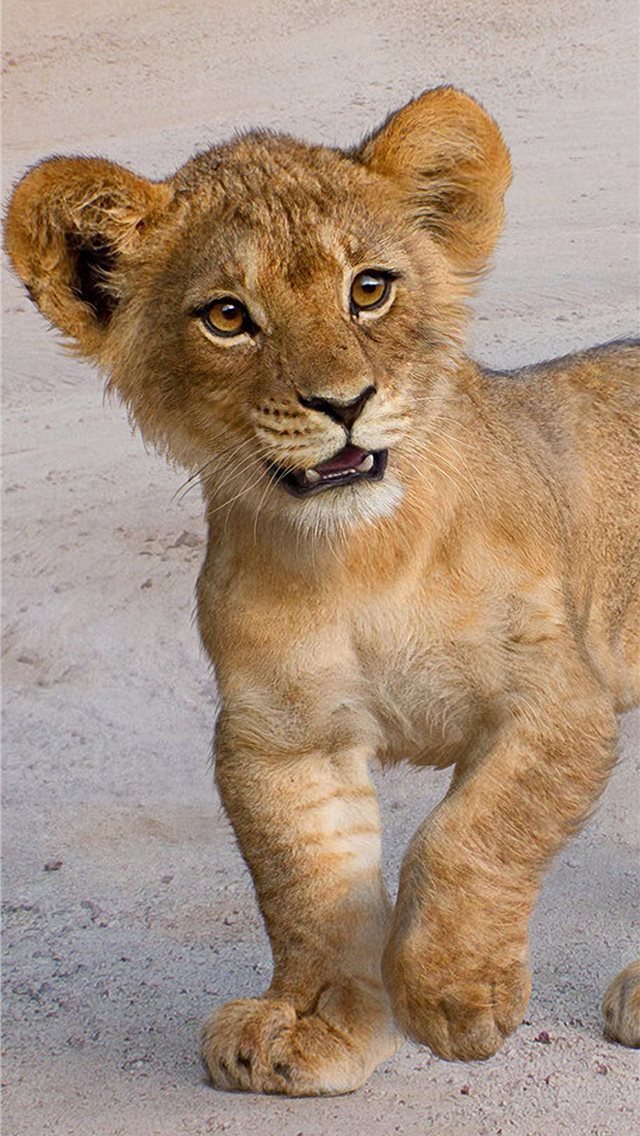 640x1136 simba art - disney iPhone Wallpaper