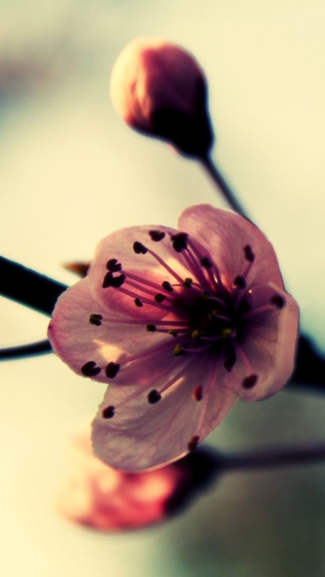 640x1136 Cherry Blossom In Spring - blossom iPhone Wallpaper