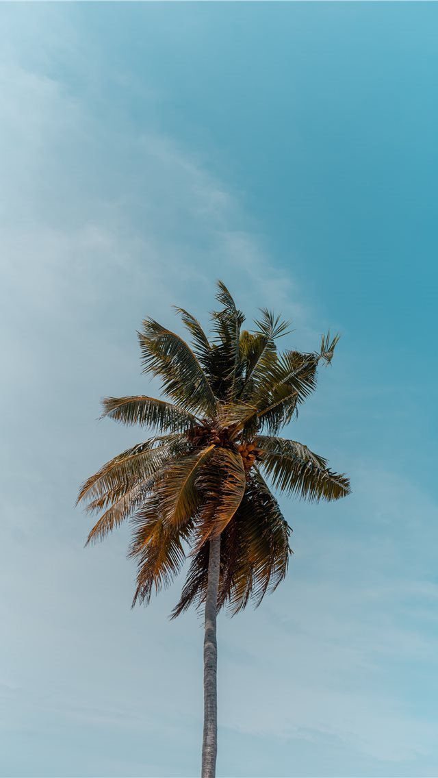640x1136 green coconut tree under blue sky - bee iPhone Wallpaper