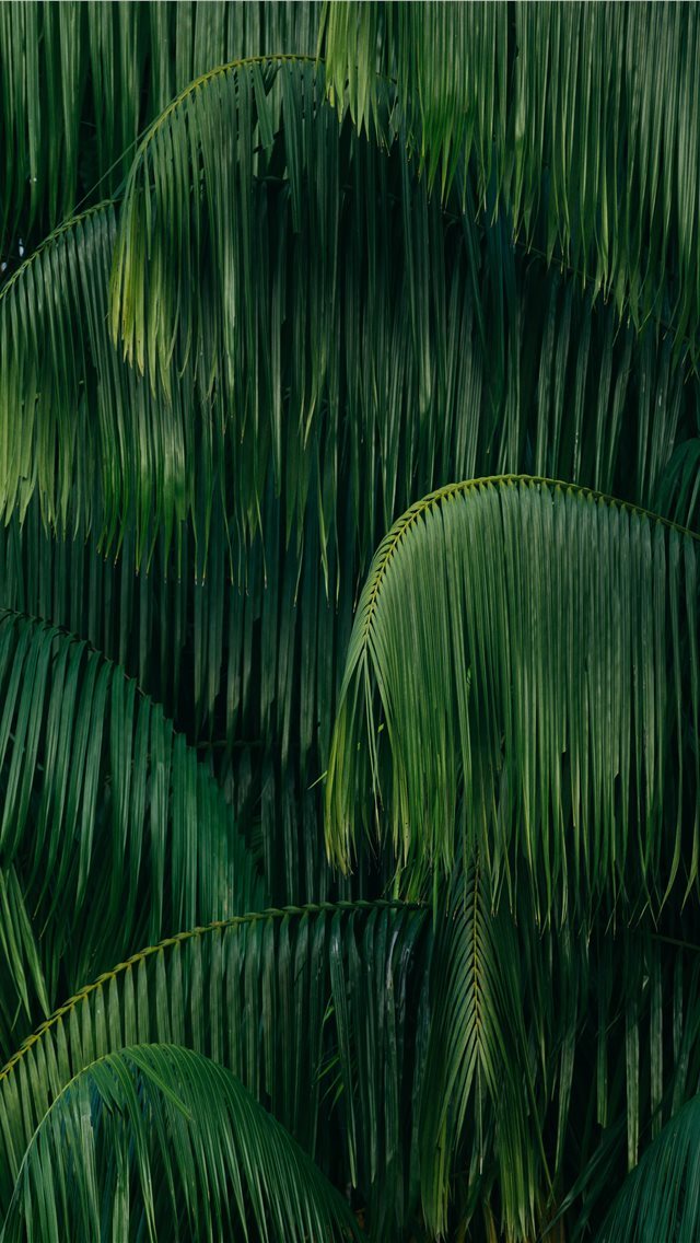 640x1136 palm leaves - jungle iPhone Wallpaper