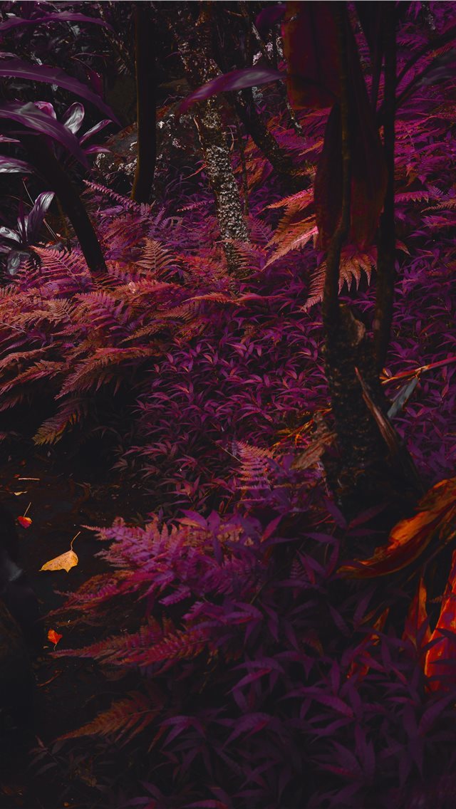 640x1136 purple trees - leaf iPhone Wallpaper