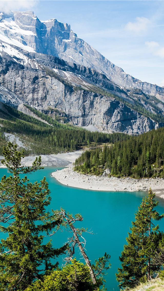 640x1136 green leafed tree - mountain iPhone Wallpaper