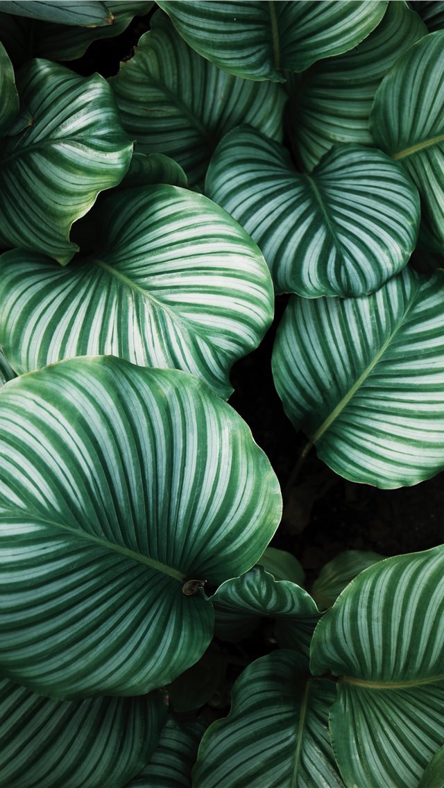 640x1136 green and white leafed plants - china iPhone Wallpaper