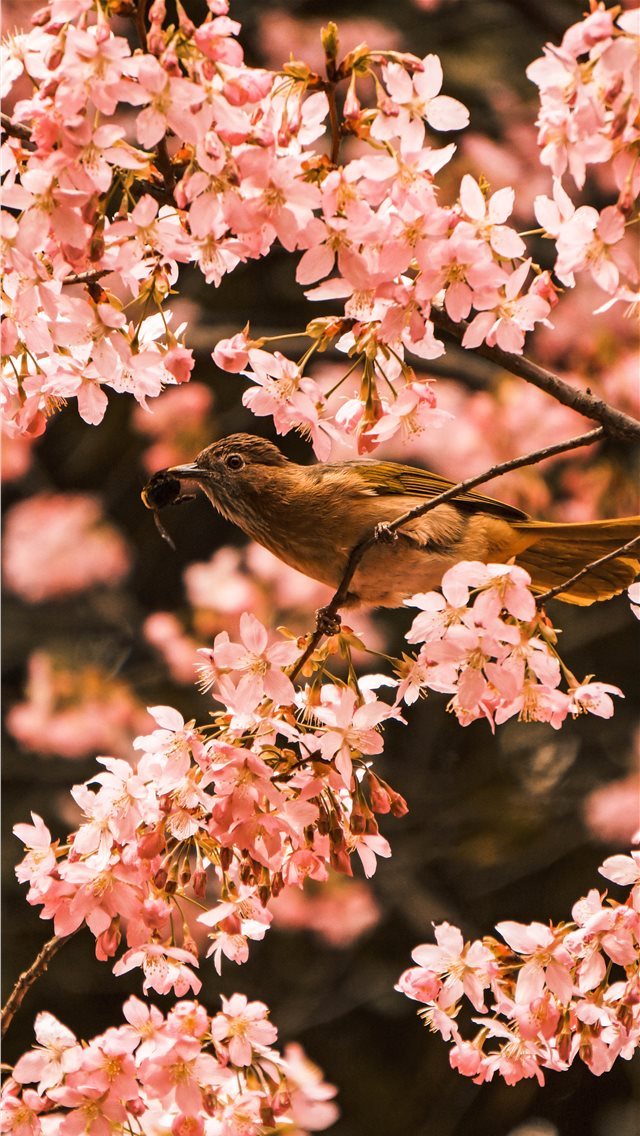 640x1136 bird perching on tree during daytime - bird iPhone Wallpaper