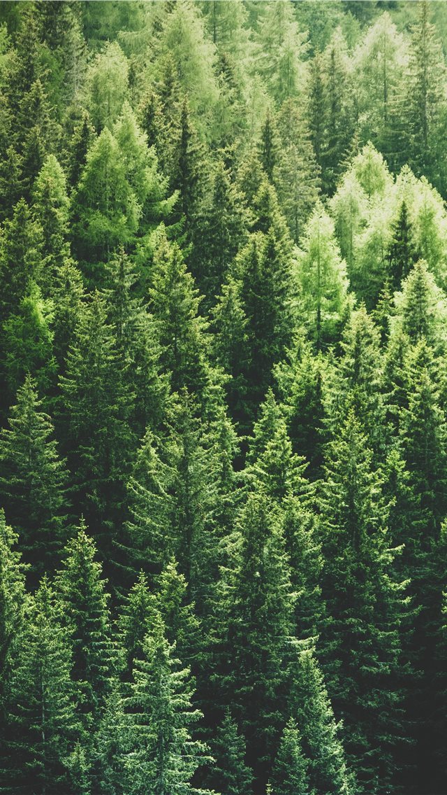 640x1136 green pine trees in forrest - flower iPhone Wallpaper