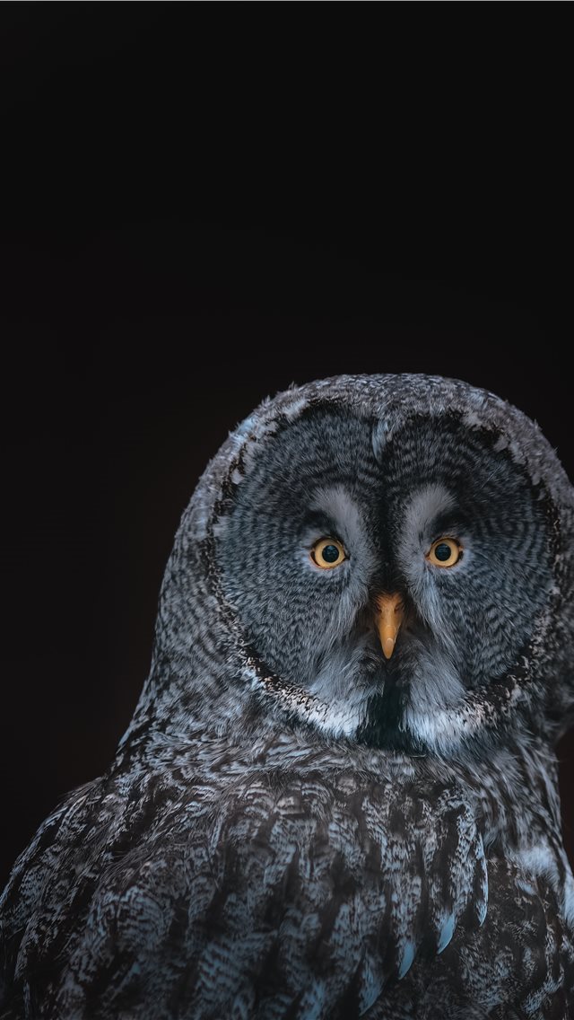 640x1136 gray owl on black background - owl iPhone Wallpaper