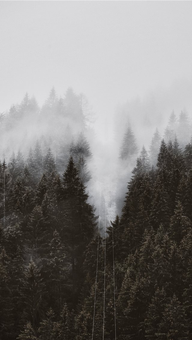 640x1136 field of trees - tree iPhone Wallpaper