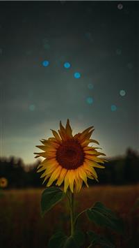 Aesthetic Sunflower Wallpapers for Android Devices
