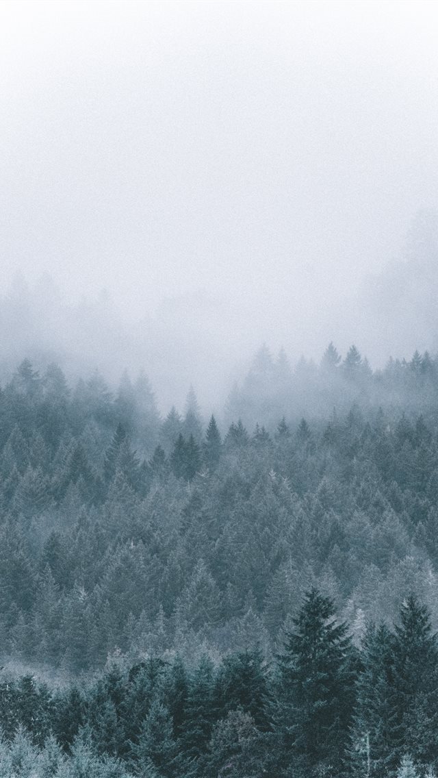 640x1136 foggy icy green pine trees scenery - oregon iPhone Wallpaper