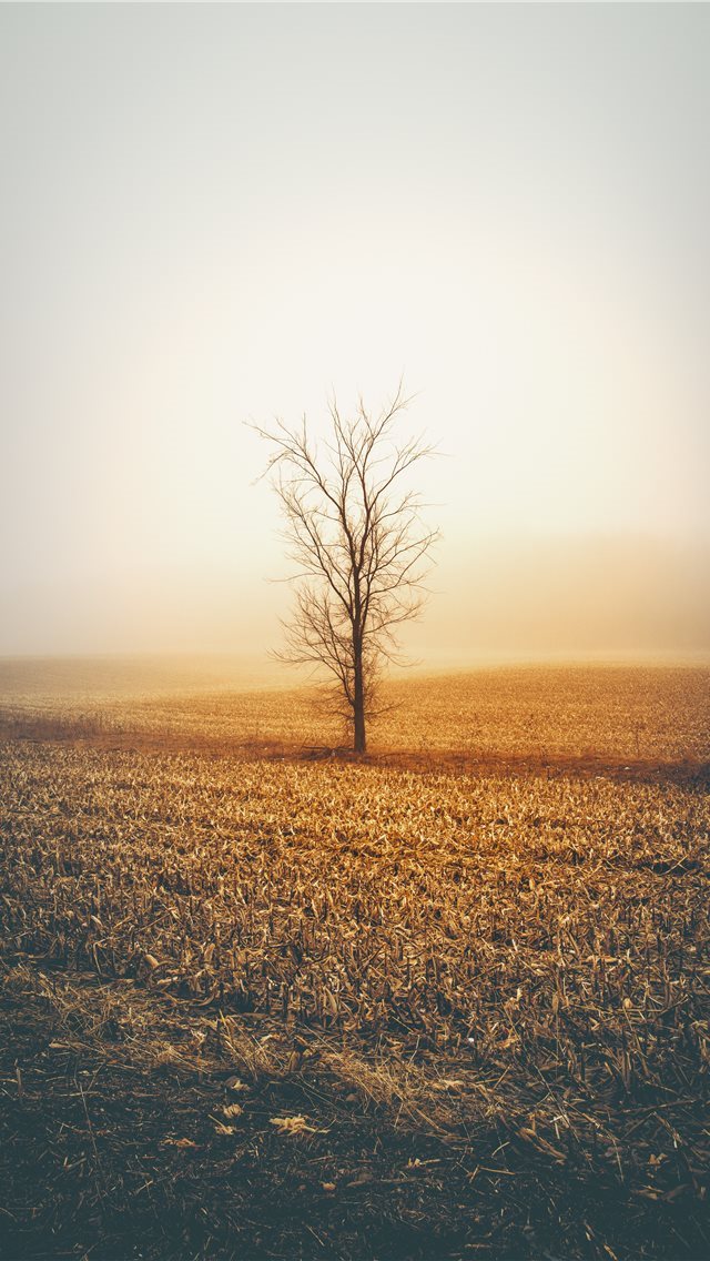 640x1136 brown tree during daytime - scenery iPhone Wallpaper