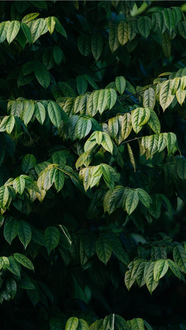 640x1136 selective focus photography of green leafed plants... - bird iPhone Wallpaper