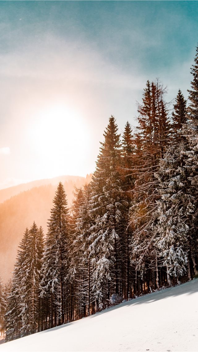 640x1136 green pine trees on inclined snow mountain - winter iPhone Wallpaper