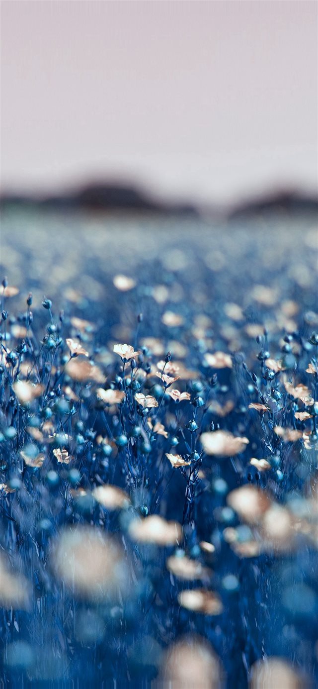 640x1136 Field Blue Cosmos Flower Spring Nature -  iPhone Wallpaper