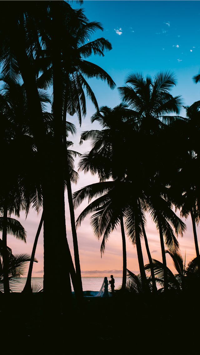 silhouette photography of coconut palm trees iPhone wallpaper 