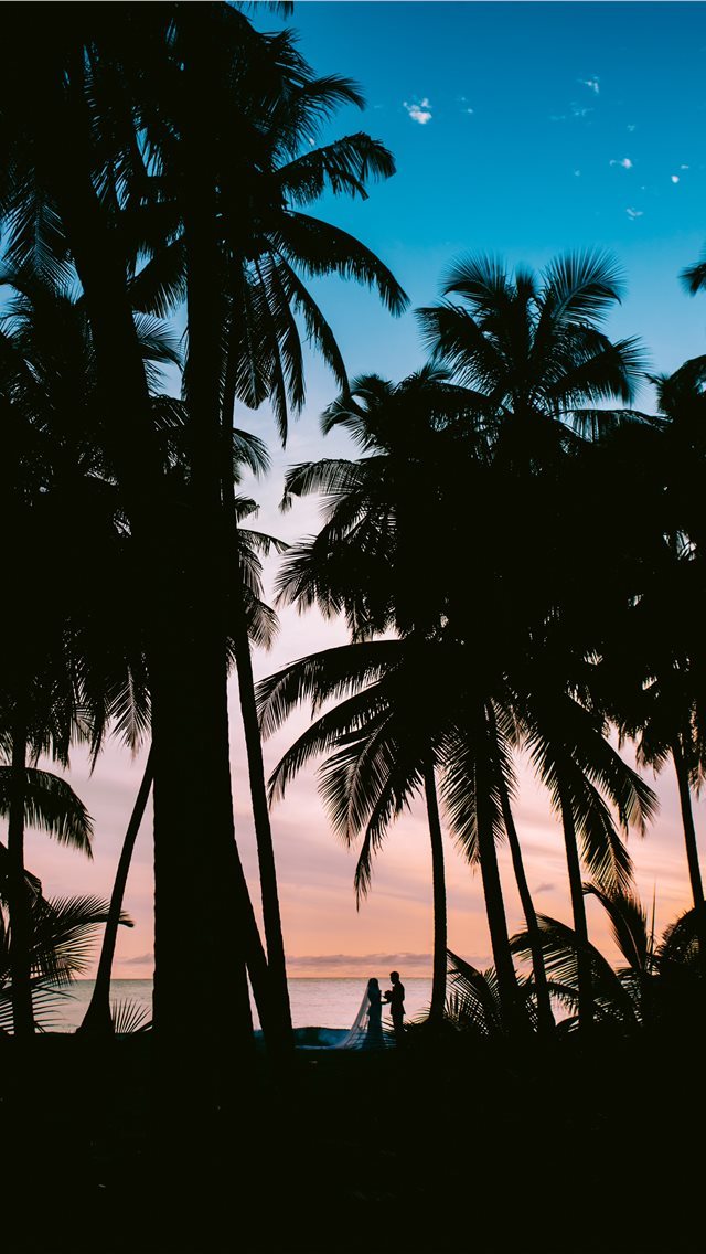 640x1136 silhouette photography of coconut palm trees - tree iPhone Wallpaper