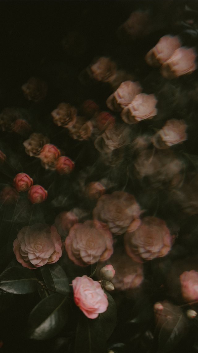 640x1136 blooming pink rose flowers - rose iPhone Wallpaper