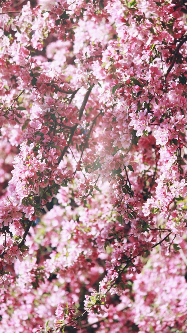 640x1136 pink flowers - cherry blossom iPhone Wallpaper