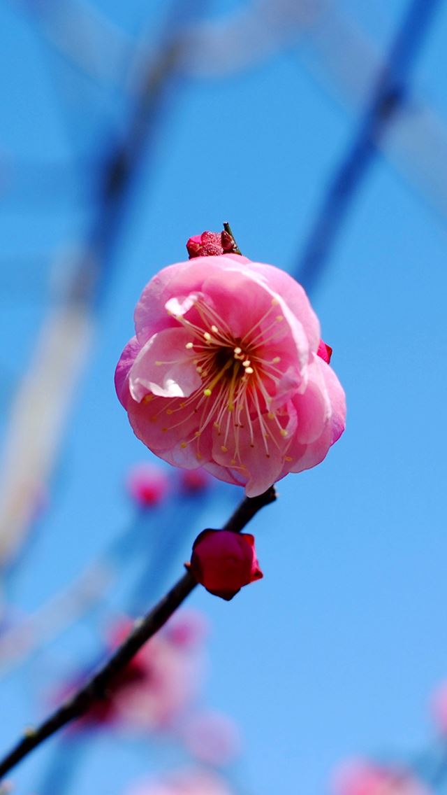 640x1136 Plum flower - bokeh iPhone Wallpaper