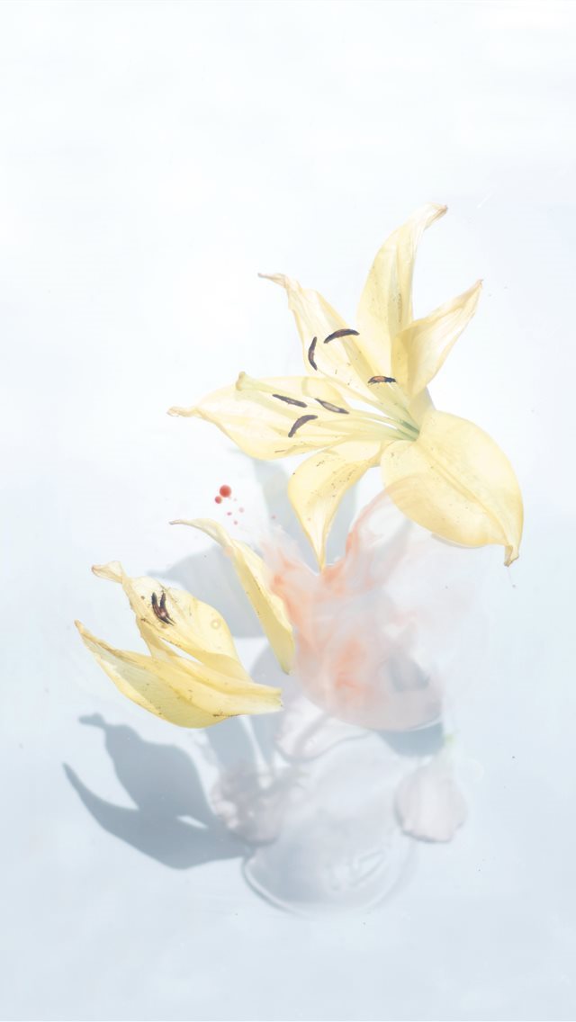640x1136 blooming yellow flowers - flower iPhone Wallpaper