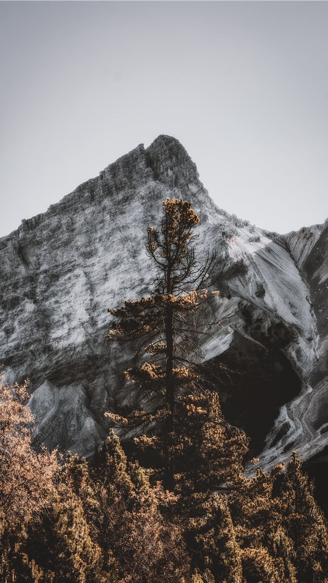 640x1136 brown and green trees near mountain during daytime - snow iPhone Wallpaper