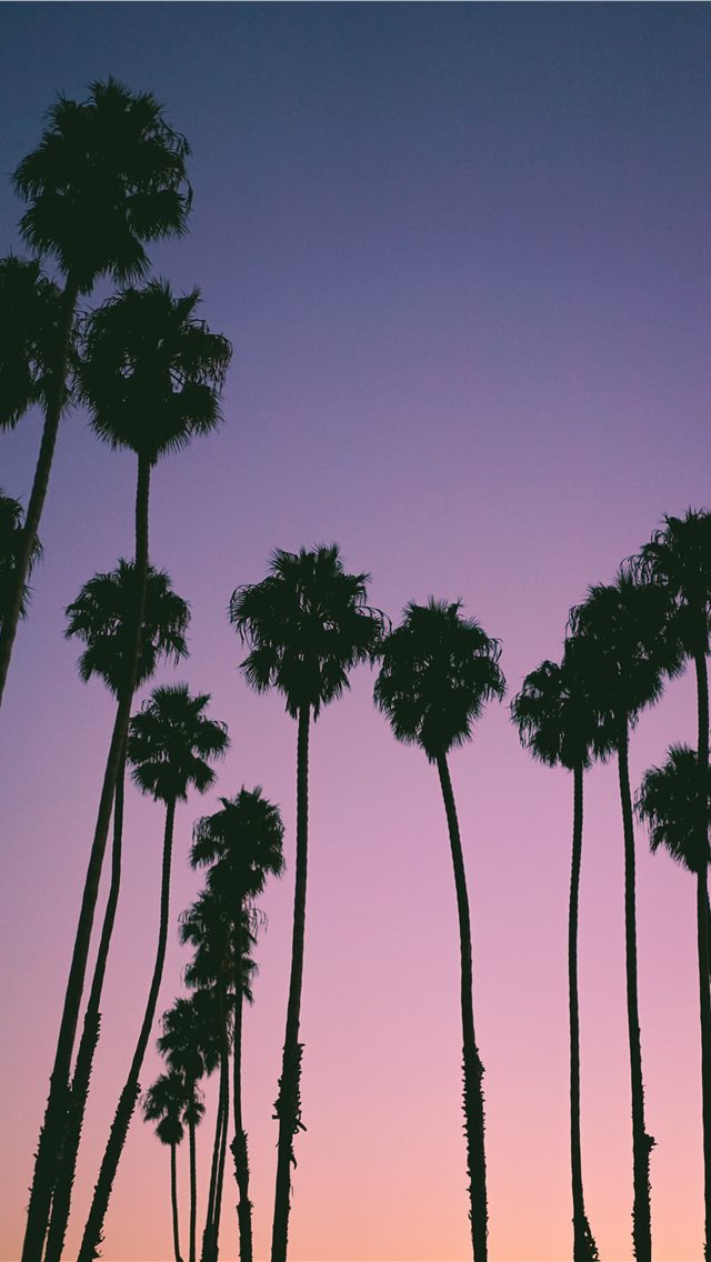 640x1136 silhouette of trees during golden hour - palm tree iPhone Wallpaper