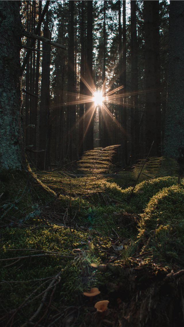 640x1136 Turns out this light corridor in the forest was hi... - sweden iPhone Wallpaper