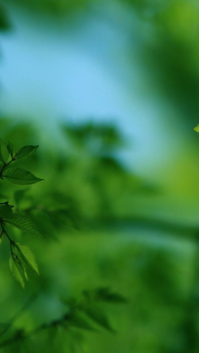 1284x2778 Green Tree - sunshine iPhone Wallpaper